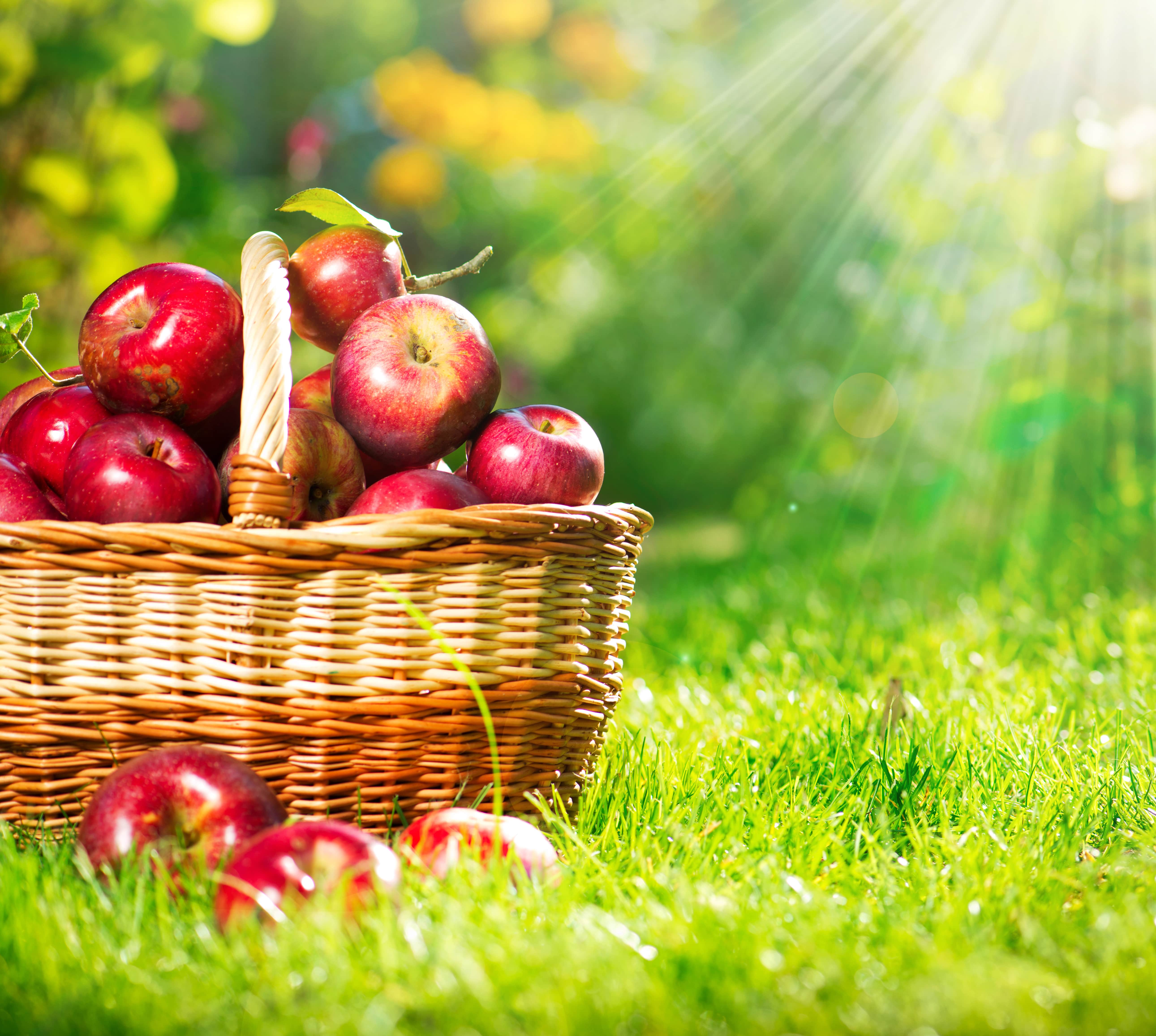 Apples: all you need to know about apples cultivation